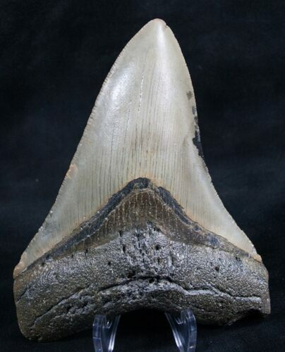 Nicely Shaped Megalodon Shark Tooth #7947
